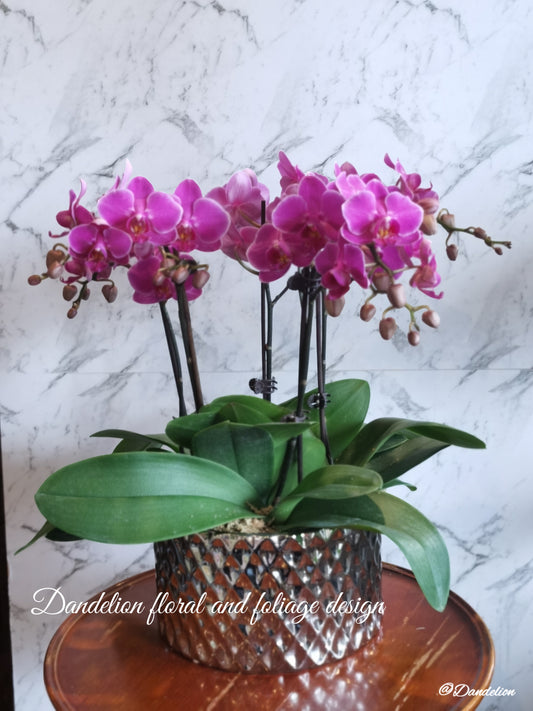 Phalaenopsis Orchid Plants in Vase