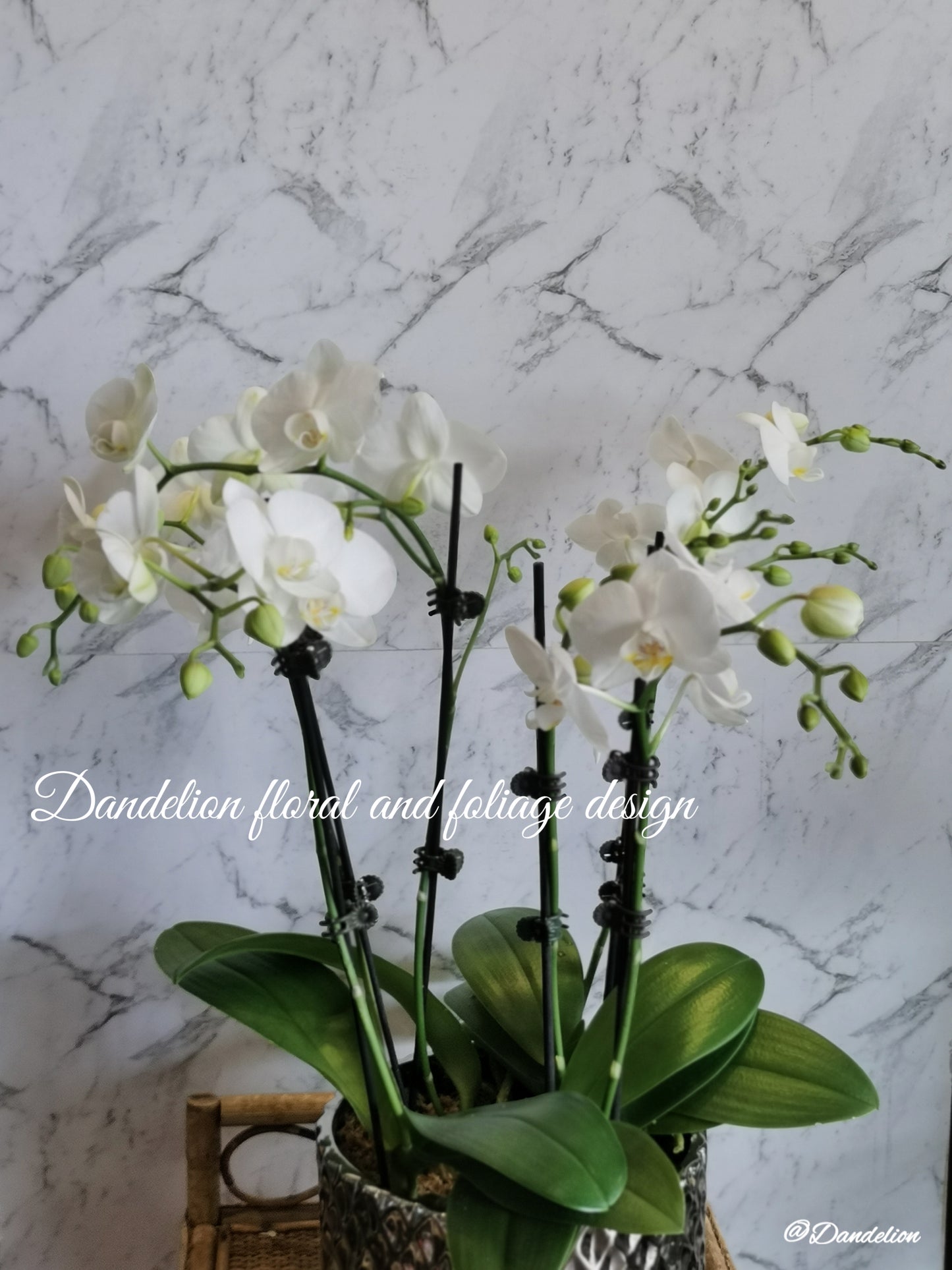 Phalaenopsis Orchid Plants in Vase