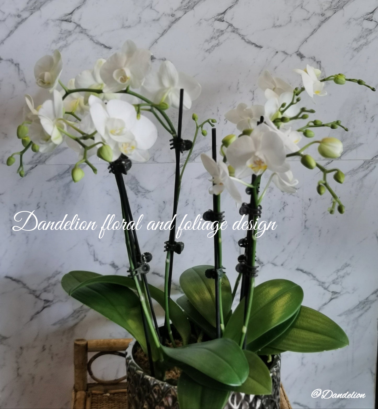 Multiple white Phalaenopsis Orchid plants in a ceramic moden container with a decorative pattern.