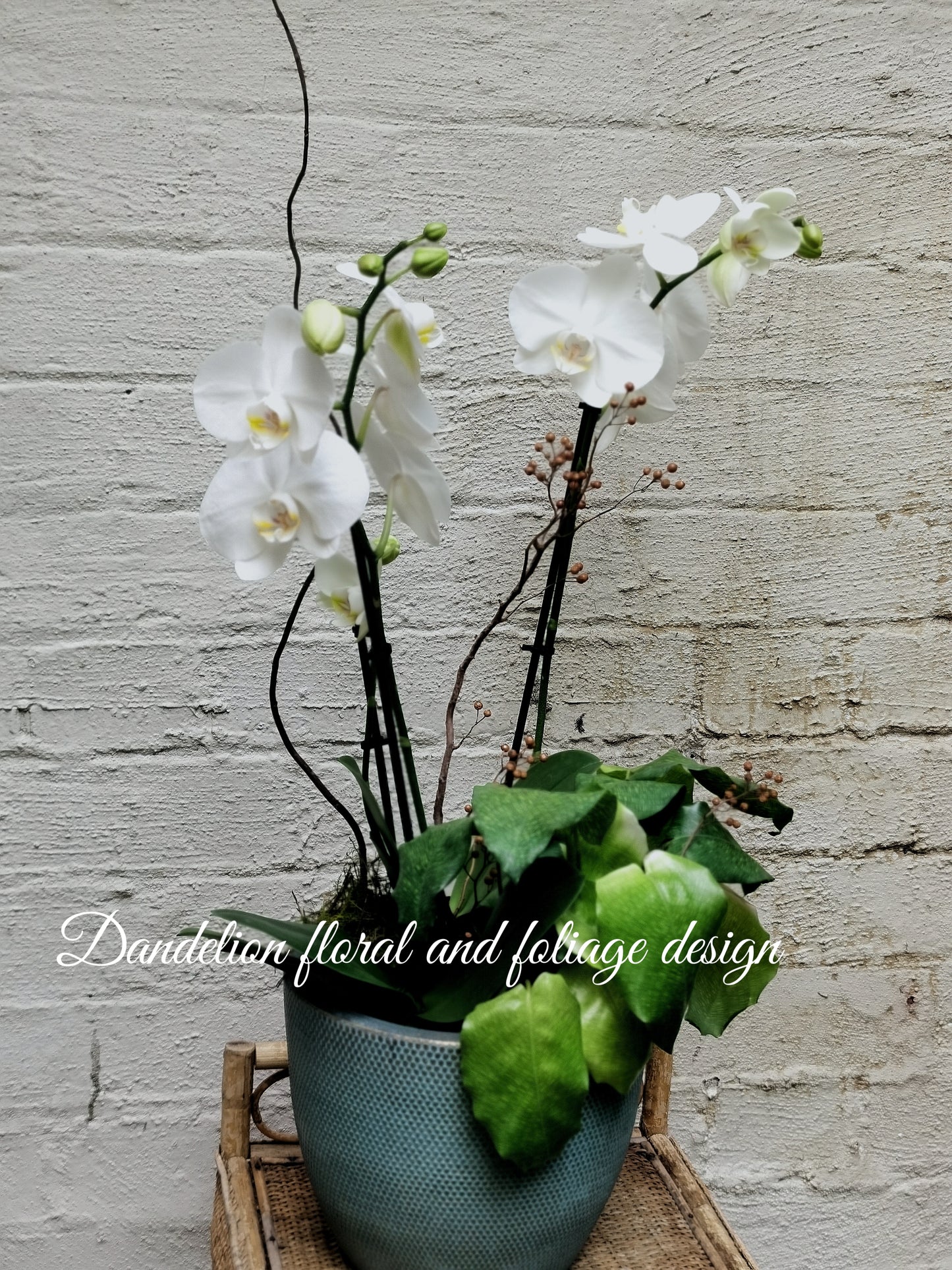 A potted Phalaenopsis orchid with green and white flowers. The Phalaenopsis, with its butterfly-like elegant blooms and flowering period lasting several months, is the ideal choice to brighten up living spaces.
Its unique shapes and diverse colors, paired with exquisite pots, can enhance the taste and style of any home decor, office environment, or festive celebration.