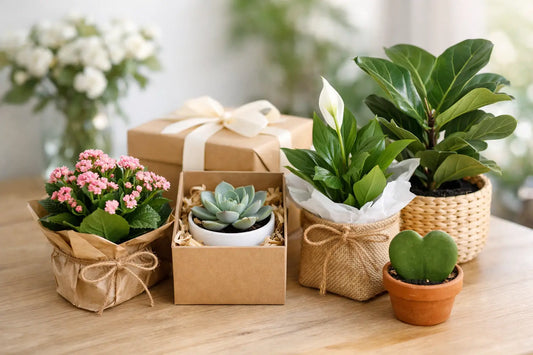 Plants for Gift Delivery That Feel Personal