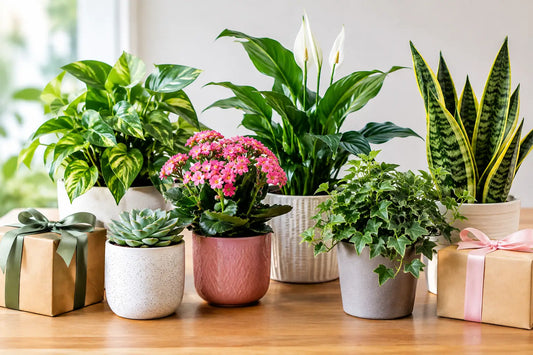 Which Plants Are Easy Gifts? 8 Beautiful Choices
