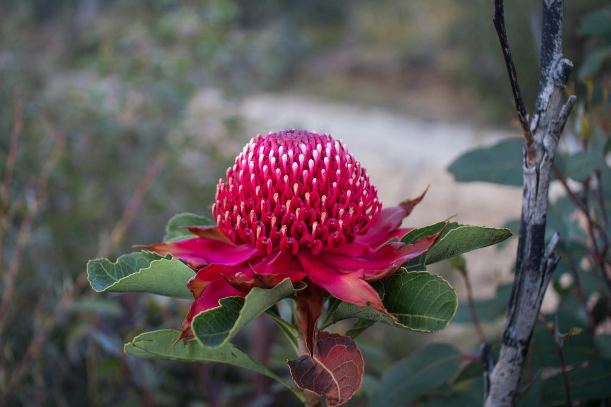 Native Flowers Names Native flowers, Same Day delivery around Melbourne