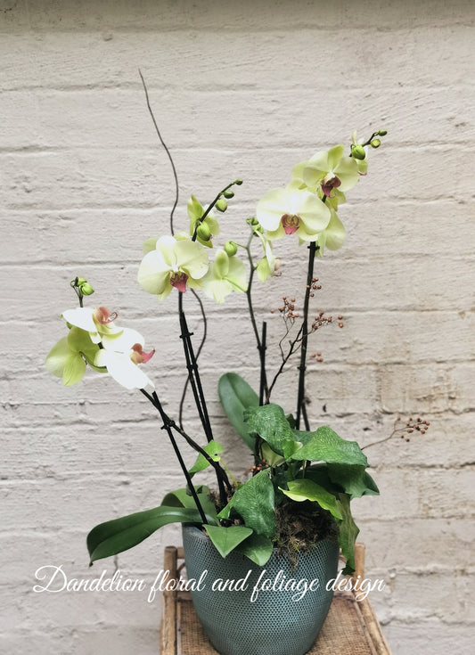 Phalaenopsis Pots with Elegance