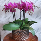 Multiple purple/pink Phalaenopsis Orchid plants in a ceramic container with a decorative pattern. Mother's Day and other occasions.