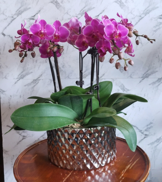 Multiple purple/pink Phalaenopsis Orchid plants in a ceramic container with a decorative pattern. Mother's Day and other occasions.