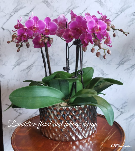 Multiple purple/pink Phalaenopsis Orchid plants in a ceramic container with a decorative pattern. 