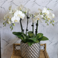 Multiple white Phalaenopsis Orchid plants in a ceramic modern container with a decorative pattern. 