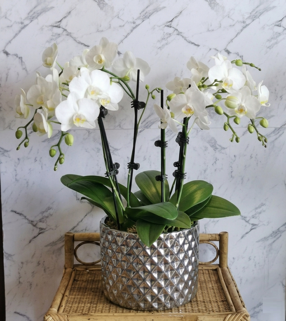Multiple white Phalaenopsis Orchid plants in a ceramic modern container with a decorative pattern. 