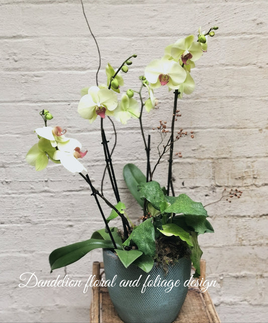 A potted Phalaenopsis orchid with green and white flowers. The Phalaenopsis, with its butterfly-like elegant blooms and flowering period lasting several months, is the ideal choice to brighten up living spaces.
Its unique shapes and diverse colors, paired with exquisite pots, can enhance the taste and style of any home decor, office environment, or festive celebration.
