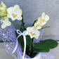 Phalaenopsis orchid in a white pot with decorative ribbon and wrapping