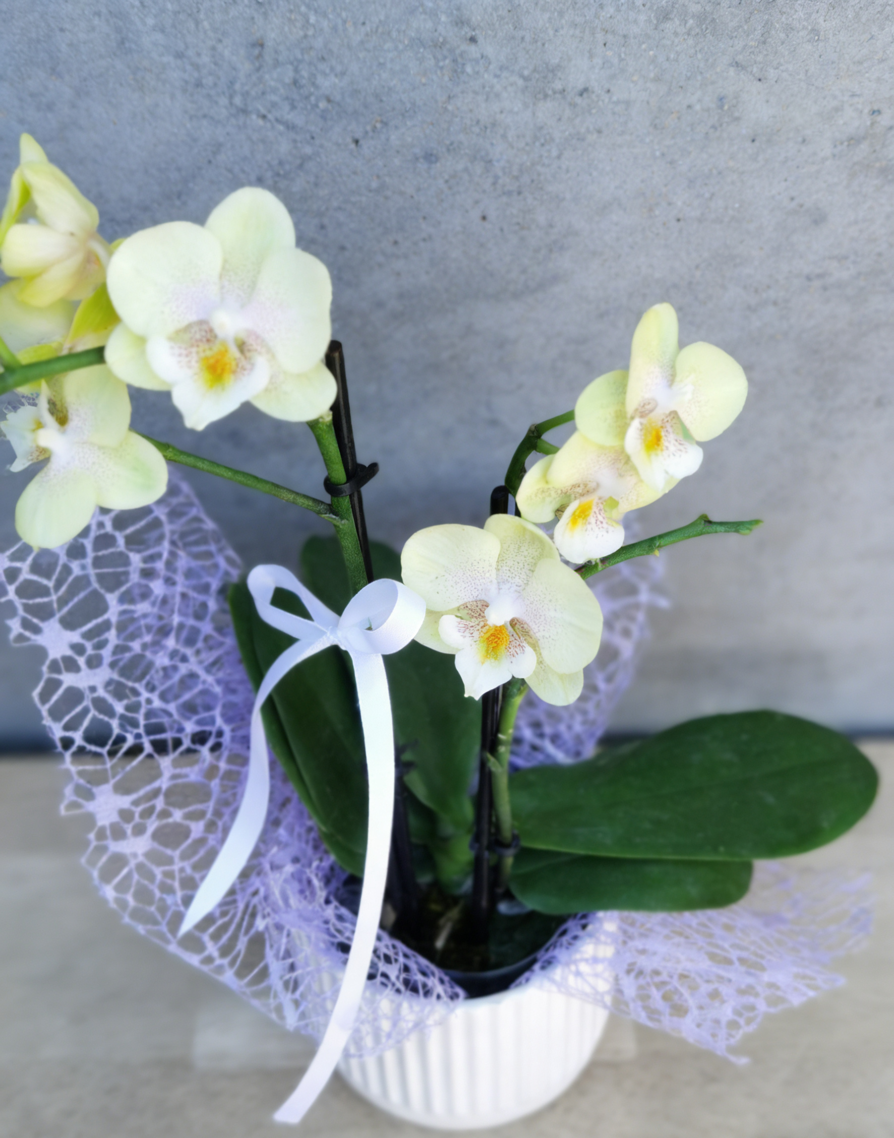 Phalaenopsis orchid in a white pot with decorative ribbon and wrapping