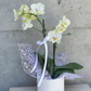 Phalaenopsis orchid in a white pot with decorative ribbon and wrapping