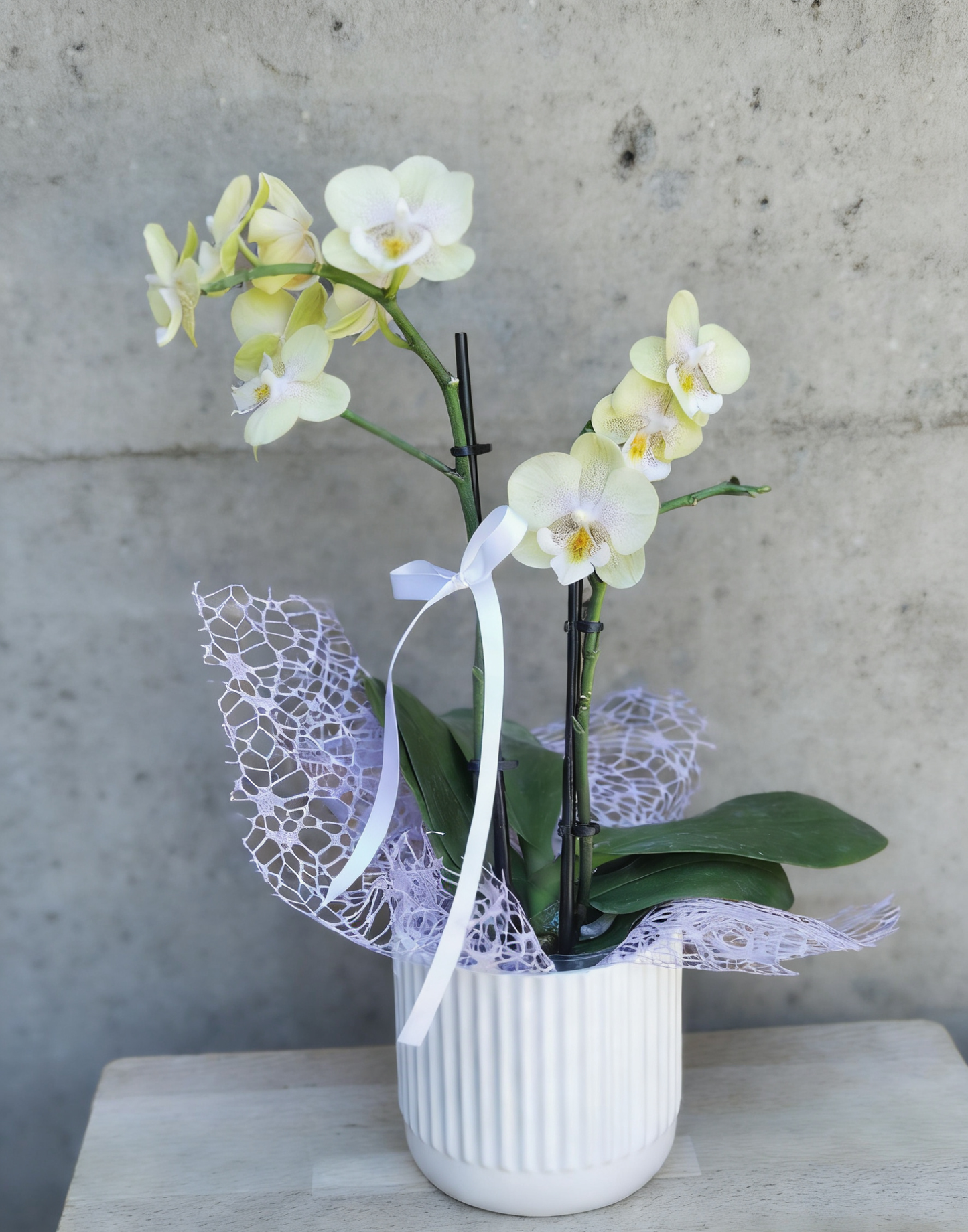 Phalaenopsis orchid in a white pot with decorative ribbon and wrapping