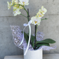 Phalaenopsis orchid in a white pot with decorative ribbon and wrapping