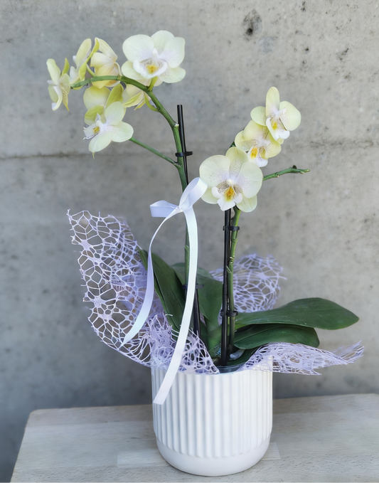 Phalaenopsis orchid in a white pot with decorative ribbon and wrapping