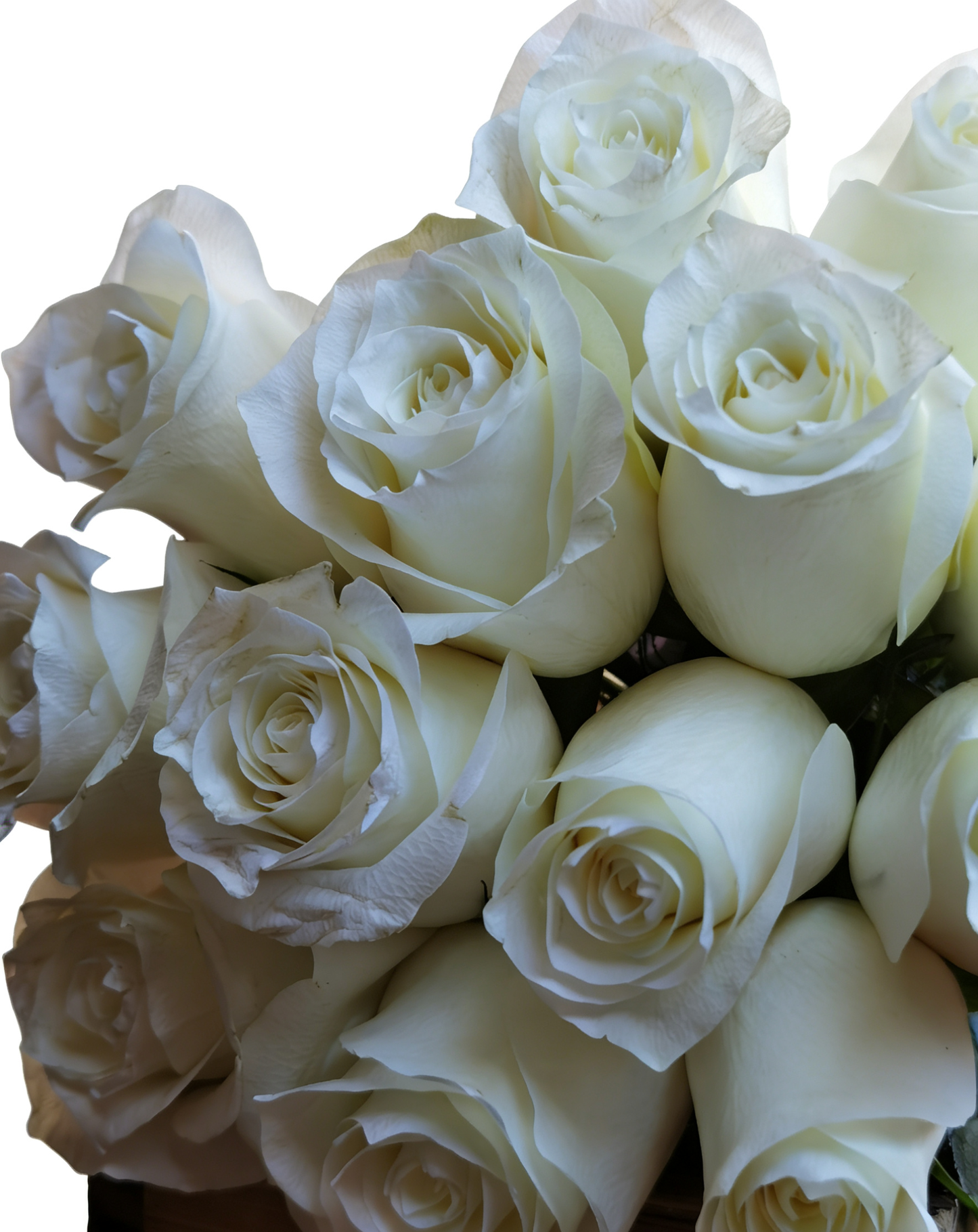 Effortless luxury in every petal. This curated white rose is understated, elegant, and impossible to ignore. 